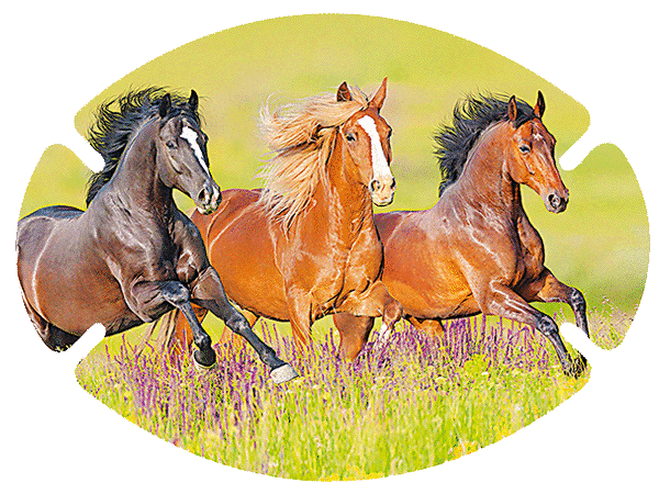 Augenpflaster Motiv Drei Pferde laufen auf einer Wiese
